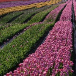 Tulip Bloom